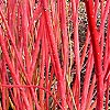 Cornus alba - Siberica - White Stemmed Dogwood