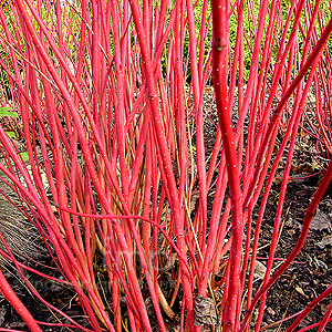 Cornus alba - 'Siberica' (White Stemmed Dogwood)