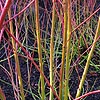 Cornus stolonifera - Cardinal
