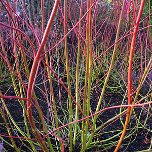 Cornus stolonifera - 'Cardinal'
