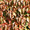 Cornus kousa - chinensis - Dogwood