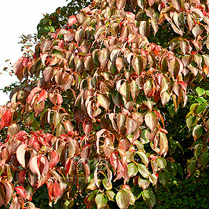 Cornus kousa - chinensis (Dogwood)