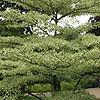 cornus controversa - Variegata - Variegated Dogwood