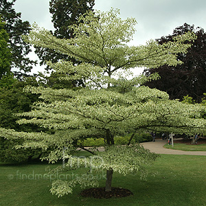 Cornus controversa - 'Variegata' (Variegated Dogwood)