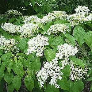 Cornus controversa (Dogwood)