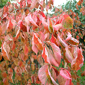 Cornus - 'Eddies White Wonder'