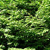 Cornus elata