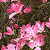 Cornus florida - Red stemmed Dogwood