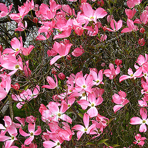 Cornus florida (Red Stemmed Dogwood)