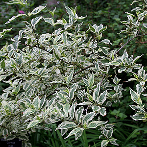 Cornus Mas - 'Variegata' (Cornelian Cherry)