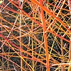 Cornus sanguinea - Midwinter Fire