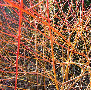 Cornus sanguinea - 'Midwinter Fire'