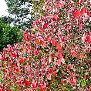 Cornus - 'Ormonde'