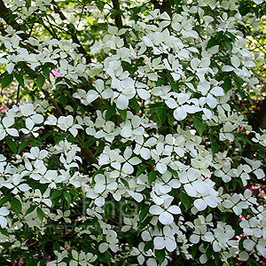 Cornus rutgersiensis - Aurora
