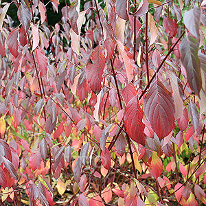 Cornus sanguinea