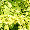Cornus sericea - Sunshine