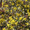 Corokia cotoneaster - Wire netting Bush, Corokia