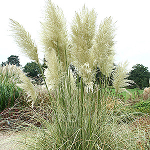 Cortaderia selloana - 'Aureolineata' (Pampass Grass, Cortaderia)