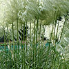 Cortaderia selloana - Monstrosa - Pampass Grass, Cortaderia