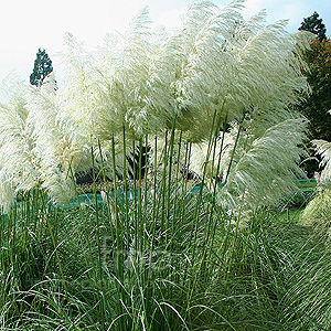 Cortaderia selloana - 'Monstrosa' (Pampass Grass, Cortaderia)