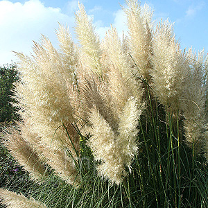 Cortaderia selloana - 'Pumila' (Pampass Grass, Cortaderia)