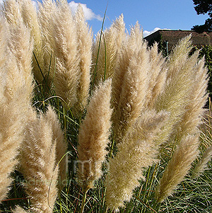 Cortaderia selloana (Pampass Grass, Cortaderia)