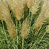 Cortaderia selloana - Splendid Star - Pampass Grass, Cortaderia