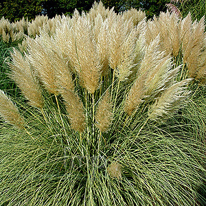 Cortaderia selloana - 'Splendid Star' (Pampass Grass, Cortaderia)