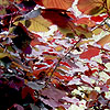 Click to view large image