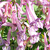 Corydalis solida