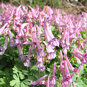 Corydalis solida