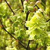 Corylopsis glabrescens - Corylopsis