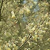 Corylopsis pauciflora - Winter Hazel, Corylopsis