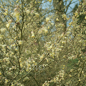 Corylopsis pauciflora (Winter Hazel, Corylopsis)