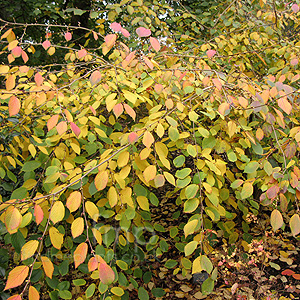 Corylopsis sinensis - 'Spring Purple' (Corylopsis)