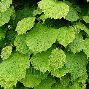 Corylus avellana (Hazel / Cobnut)