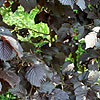 Corylus avellana - Purpurea - Purple leaved Hazel