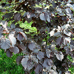 Corylus avellana - 'Purpurea' (Purple Leaved Hazel)