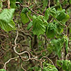 Corylus avellana - Contorta - Corkscrew Hazel