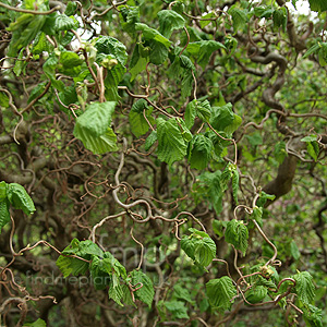 Corylus avellana - 'Contorta' (Corkscrew Hazel)