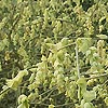 Corylopsis spicata - Corylopsis, Winter Hazel