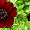 Cosmos atrosanguineus - Cosmos