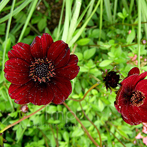 Cosmos atrosanguineus (Cosmos)