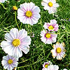 Cosmos bipinnatus - Daydream - Cosmos