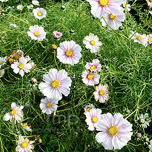 Cosmos bipinnatus - 'Daydream' (Cosmos)