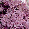 Cotinus - Flame - Smoke Bush