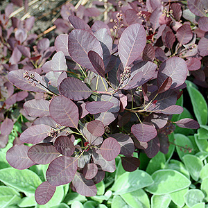 Cotinus coggygria
