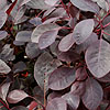 Cotinus coggygria - Follis Purpureis - Smoke Bush