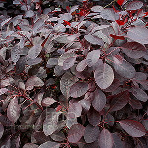 Cotinus coggygria - 'Follis Purpureis' (Smoke Bush)