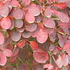 Cotinus coggygria - Royal Purple - Smoke tree